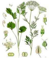 Анасон (Pimpinella anisum L.)